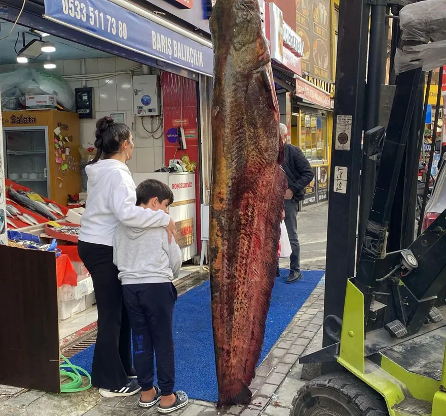 Meriç Nehri’nde yakalandı, tam 3 metre: Kilosu 450 liradan satışta 1