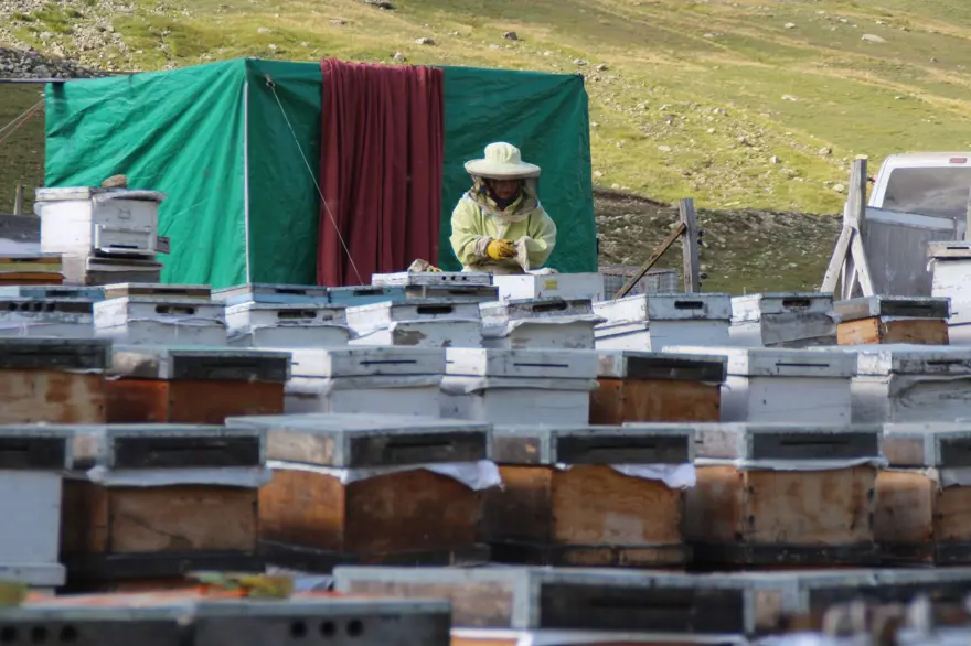 "ARICILIĞI DEVAM ETTİRMEK İÇİN KÜÇÜKBAŞLARI BURADAN ÇIKARMALIYIZ" 4