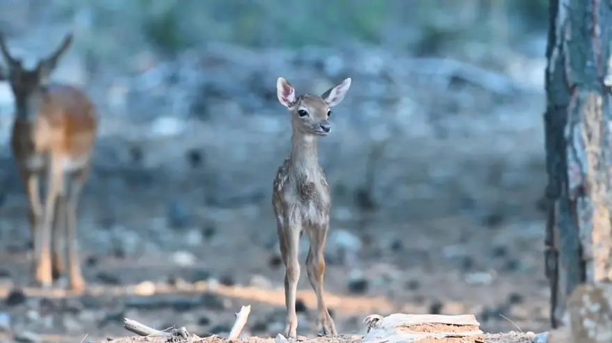 Yavru alageyik sayısı tüm zamanların en yükseğine ulaştı 1