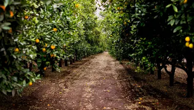 Portakalı hem sıcaklık hem de dolu vurdu: Fiyatı 3 kat arttı