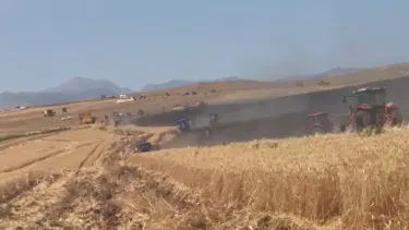 350 dönümlük buğday tarlası yandı