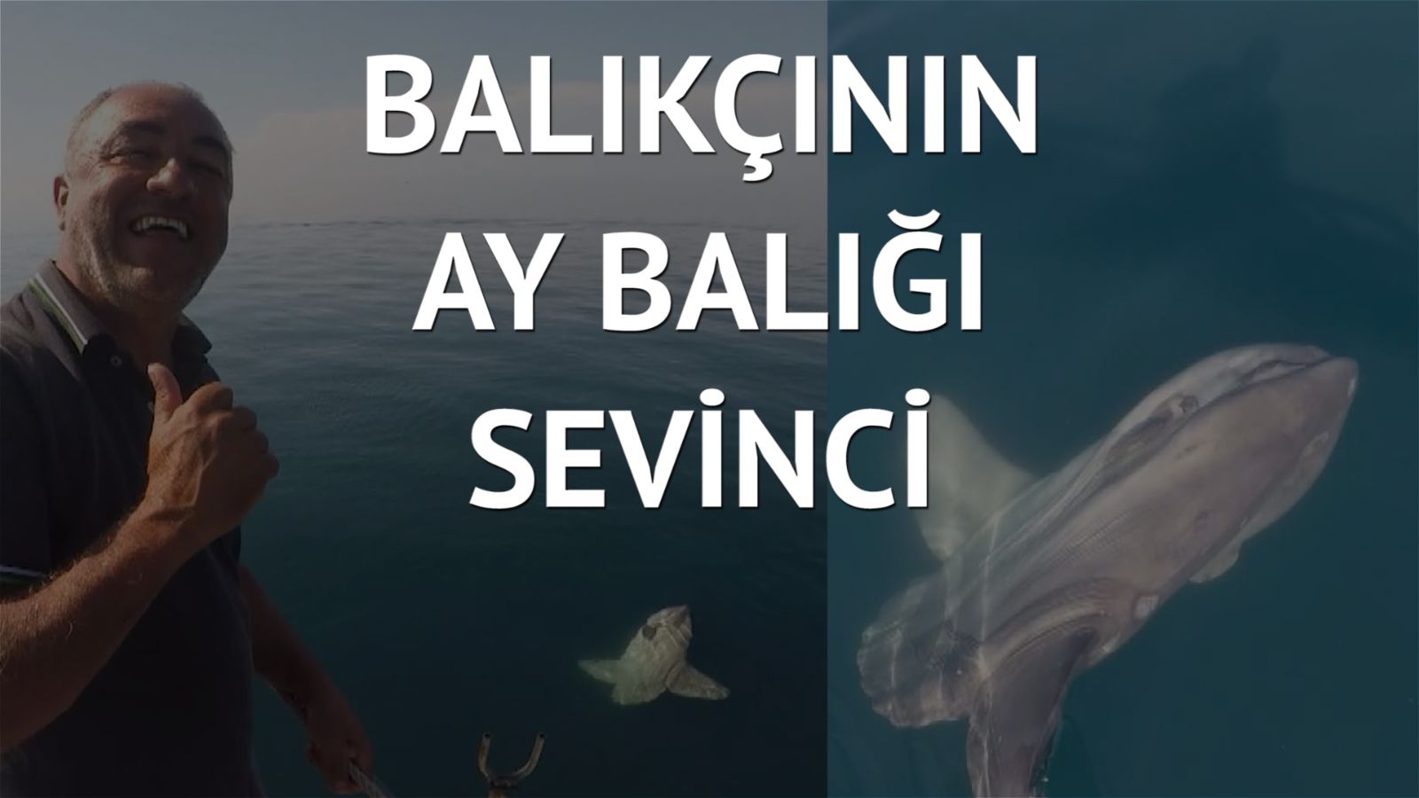 Yarım tonluk ay balığının görüntülerini sosyal medyada paylaştı