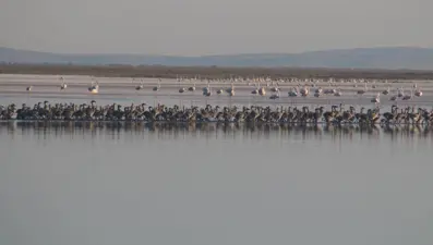 Flamingo cennetini de kuraklık vurdu: Bu yıl yavru sayısında düşüş