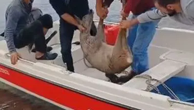 Hopalı balıkçılar denizde yakaladı! Hemen ormanlık alana bırakıldı