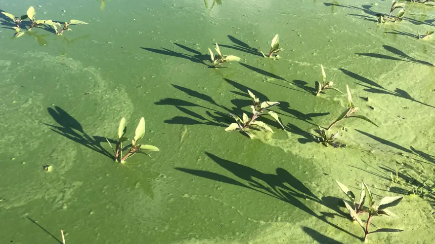 Kars Gölü yeşile büründü 5