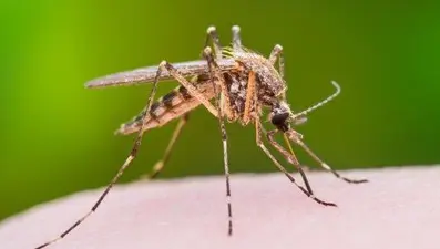 Tekirdağ'da, Batı Nil Virüsü can aldı (Batı Nil Virüsü nedir? Nasıl bulaşır?)
