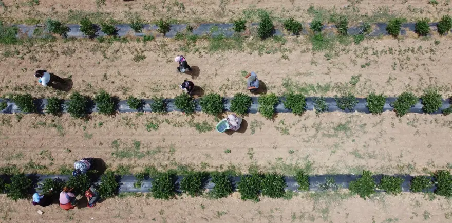 Kuzey Amerika'dan Türkiye'ye kadar yayıldı! Kilosu 230 liradan kapış kapış satılıyor, tıbbi değeri çok yüksek 3 Kuzey Amerika'dan Türkiye'ye kadar yayıldı! Kilosu 230 liradan kapış kapış satılıyor, tıbbi değeri çok yüksek 3