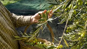 Zeytinyağının ilk hasattan sofraya gelene kadar olan eşsiz serüveni