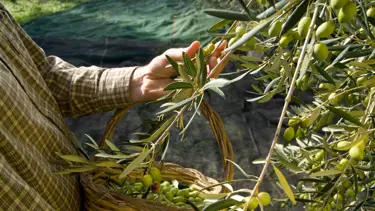 Zeytinyağının ilk hasattan sofraya gelene kadar olan eşsiz serüveni