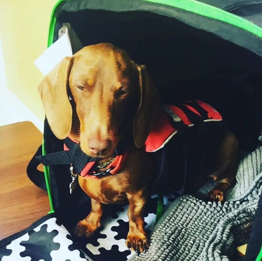 Covid-19 yüzünden geride bırakılan köpek, sahiplerine ulaşmak için 16 bin kilometre yol kat etti 2 Covid-19 yüzünden geride bırakılan köpek, sahiplerine ulaşmak için 16 bin kilometre yol kat etti 2