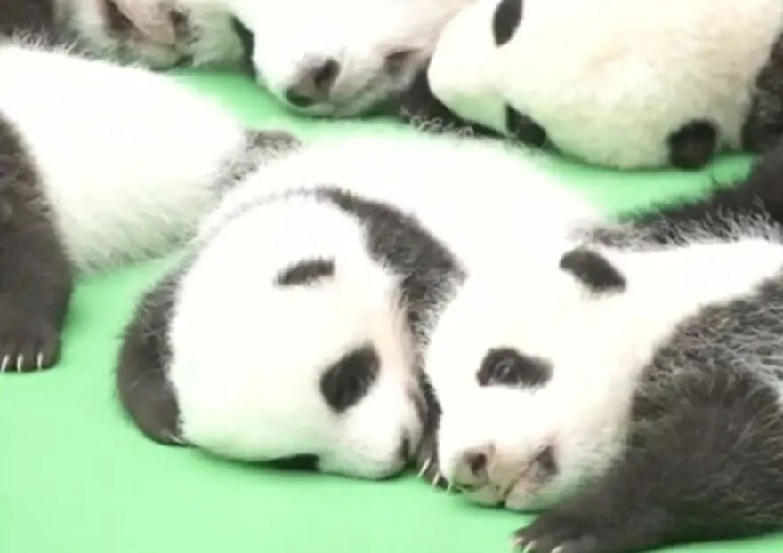 Yeni doğan 23 panda görücüye çıktı 6 Yeni doğan 23 panda görücüye çıktı 6