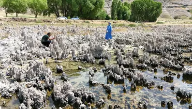 Van Gölü'nde korkutan görüntü: Boyları bir metreyi aştı