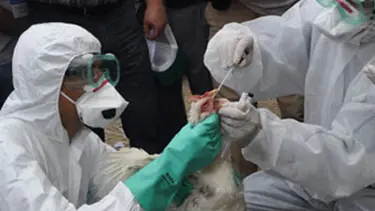 Kuş gribi can aldı