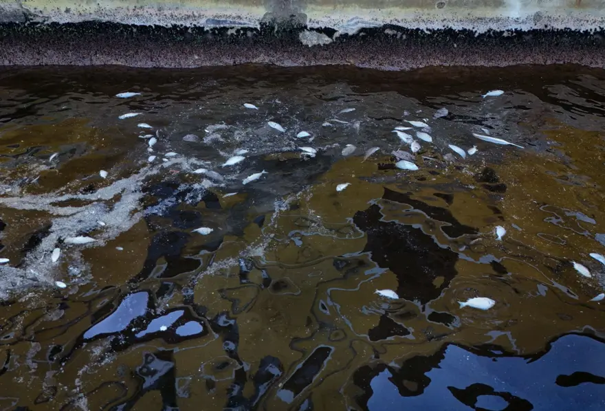 İzmir Körfezi'nde oksijen artırma çalışması 3