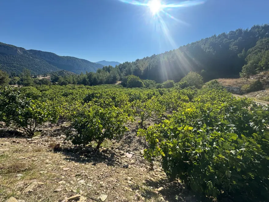 1 ay gecikmeli olgunlaştı: Hasatta sona gelindi ama verim düşük 3 1 ay gecikmeli olgunlaştı: Hasatta sona gelindi ama verim düşük 3