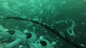 Marmara'yı karış karış inceliyor: Müsilaj 2 ay içerisinde parçalandı Marmara'yı karış karış inceliyor: Müsilaj 2 ay içerisinde parçalandı