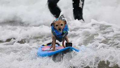 Köpekler sörf tahtasında yarıştı