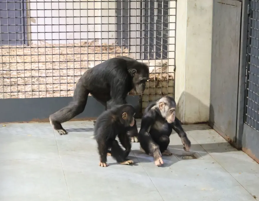 Şempanze Can yeni doğan kardeşi sayesinde annesiyle buluştu 1