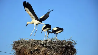 Cuma Ovası'na gelen leylekler köylüler tarafından korunuyor