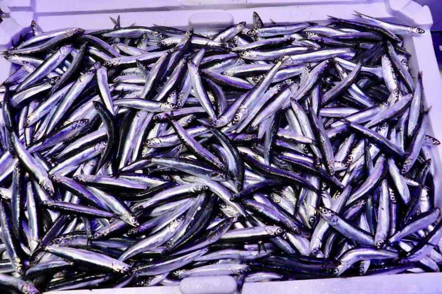 Kilosu 75 liraya satılıyor: Balıkçı tezgahlarına bereket getirdi 3