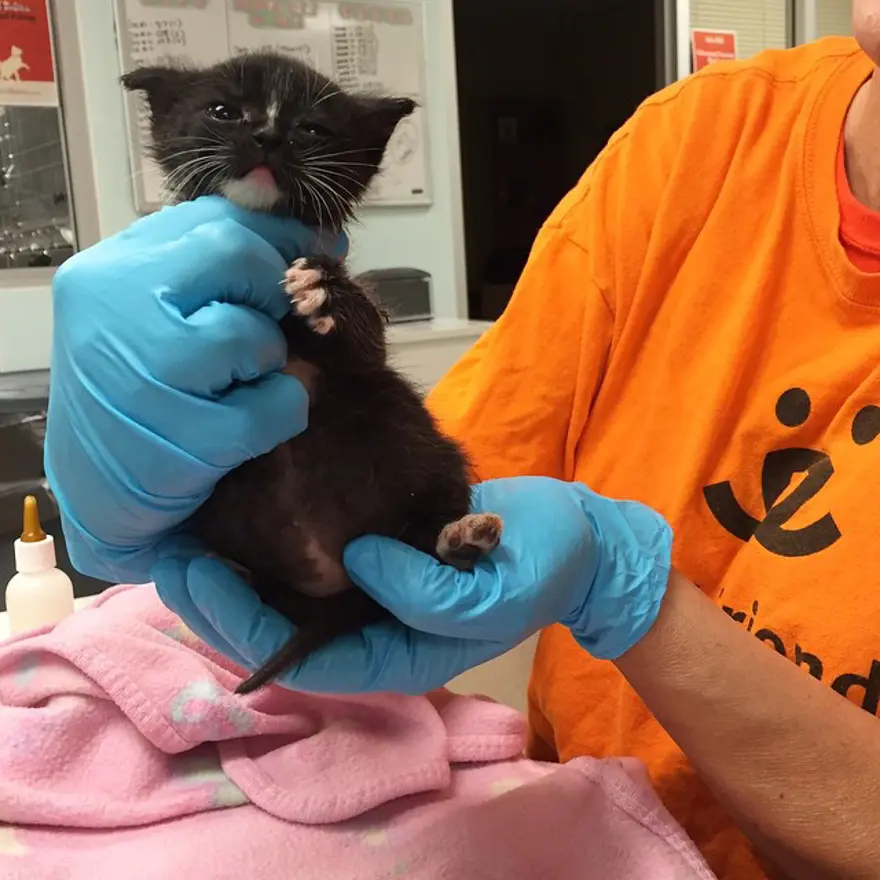 Hayatını kedileri kurtarmaya adadı 203