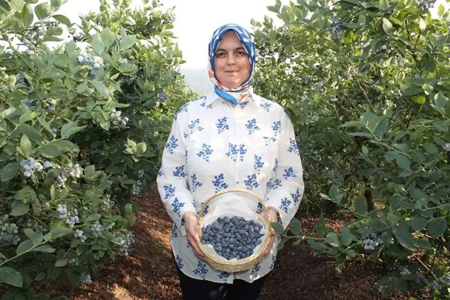 Doğadaki en güçlü antioksidan! Yüksek asitli topraklarda yetişiyor, 19 farklı çeşidi var 4