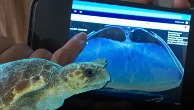 Caretta caretta tomografiye alındı, görüntülerden “sürpriz” çıktı