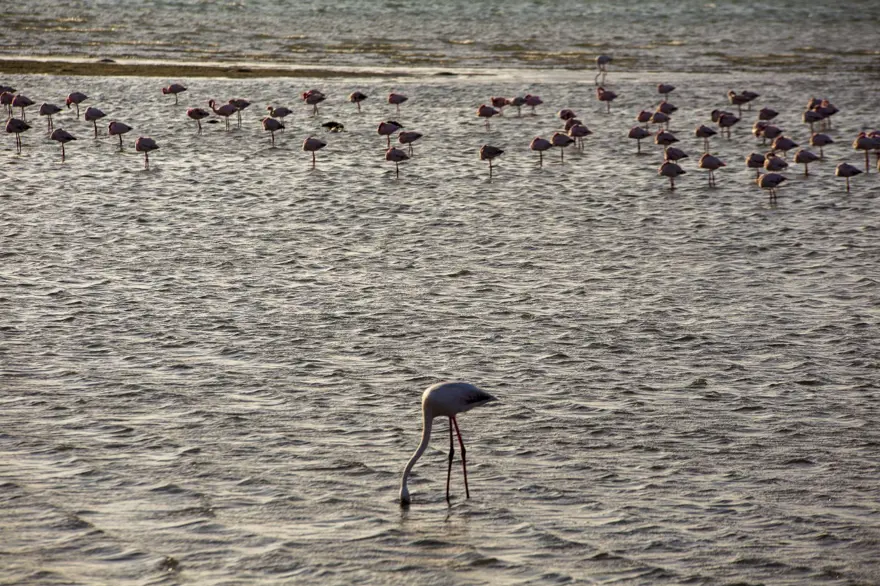 Afrika sahillerinde bir flamingo cenneti: Walvis Bay Lagünü 12
