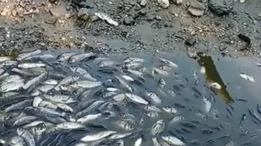 Bursa'da balık ölümlerine soruşturma