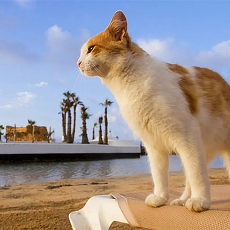 Poz verme sanatı 25