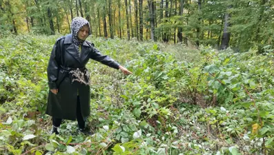 3 yıl önce kurmuştu: İlk hasadını ayılara kaptırdı