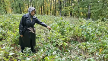 3 yıl önce kurmuştu: İlk hasadını ayılara kaptırdı