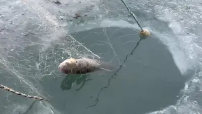 Eskimo usulü balık avı: Ağlardan balıklar fışkırdı