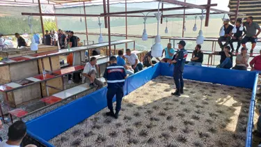 Horoz dövüştüren 71 kişi gözaltına alındı
