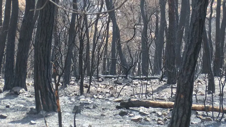 &quot;YANGINLARIN YÜZDE 97&#x27;Sİ İNSAN KAYNAKLI&quot; 6