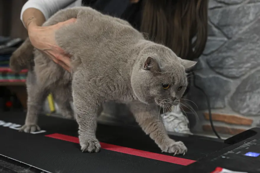 Obez kedi "Şiraz" pilates yaparak ve yüzerek zayıflıyor Obez kedi "Şiraz" pilates yaparak ve yüzerek zayıflıyor