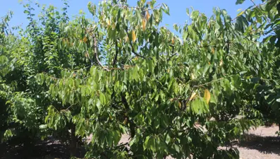 Zirai don kirazı vurdu: 20 bin tonluk rekolte sıfıra indi