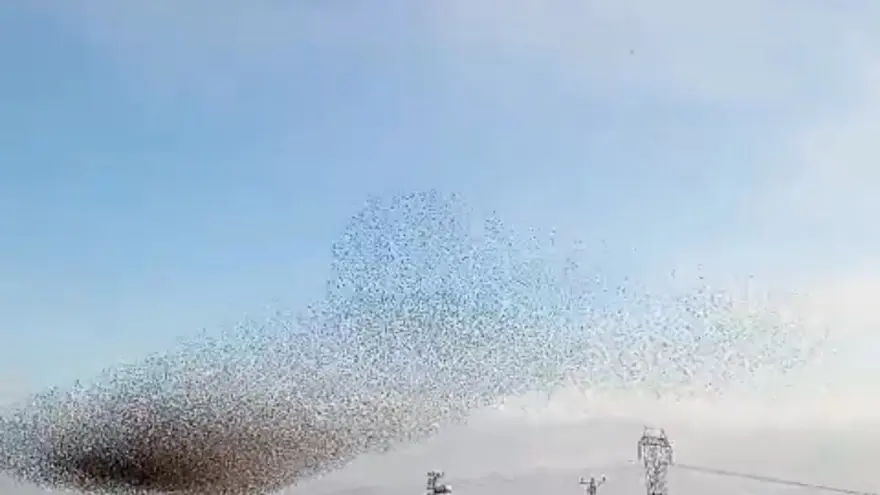 Sığırcıkların dansı hayran bıraktı 