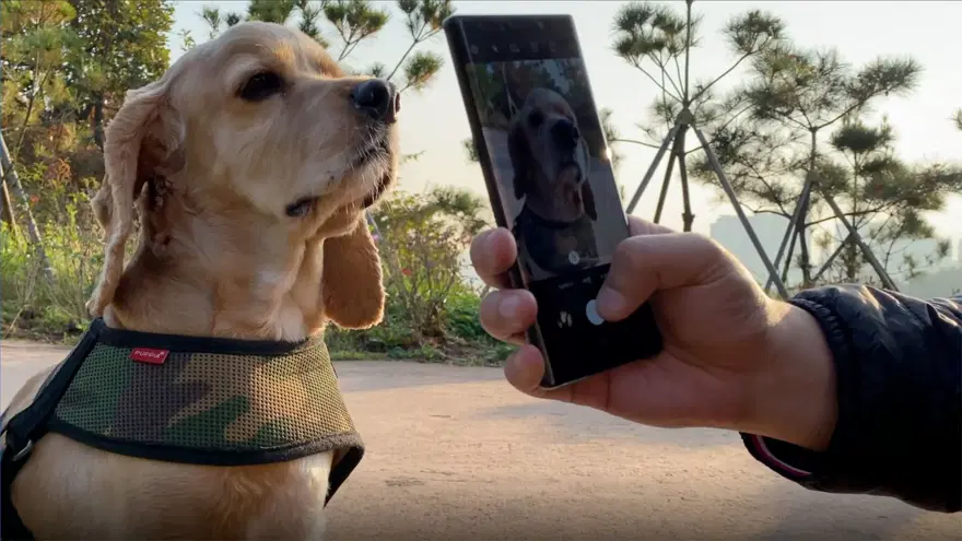 Köpekleri benzersiz burun izlerinden tanıyabilen mobil uygulama geliştirildi 3 Köpekleri benzersiz burun izlerinden tanıyabilen mobil uygulama geliştirildi 3
