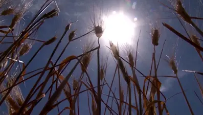 Güneydoğu'da hububatta kuraklık tehlikesi