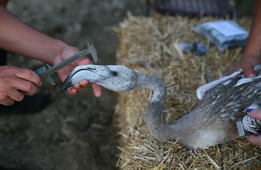 EĞİTİM ALDILAR 5 EĞİTİM ALDILAR 5