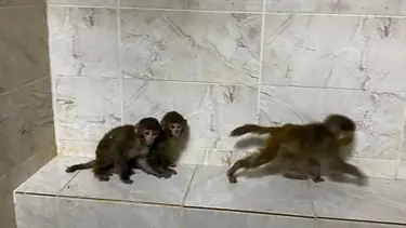 Sınır kapısında 3 yavru maymun ele geçirildi