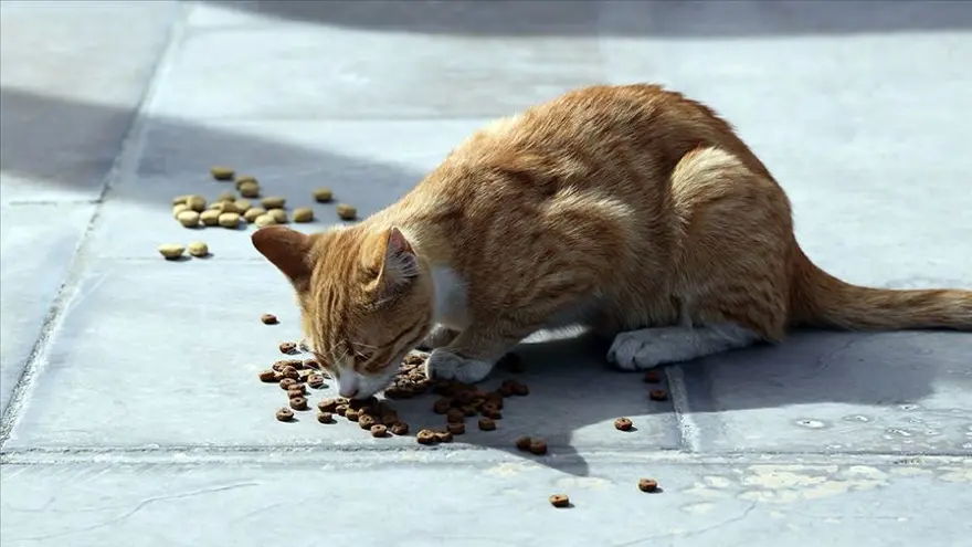 7. SORU: Mikroçip uygulamasıyla hangi bilgiler kayıt altına alınıyor? 6 7. SORU: Mikroçip uygulamasıyla hangi bilgiler kayıt altına alınıyor? 6