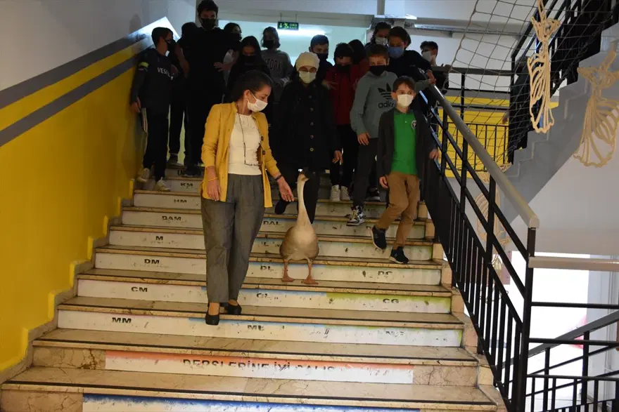 Çin kazı "Kirli" sahibinin götürdüğü okulda derslere neşe katıyor 9