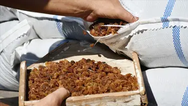 Kuru üzüm bedelleri üreticilerin hesaplarına yatırıldı