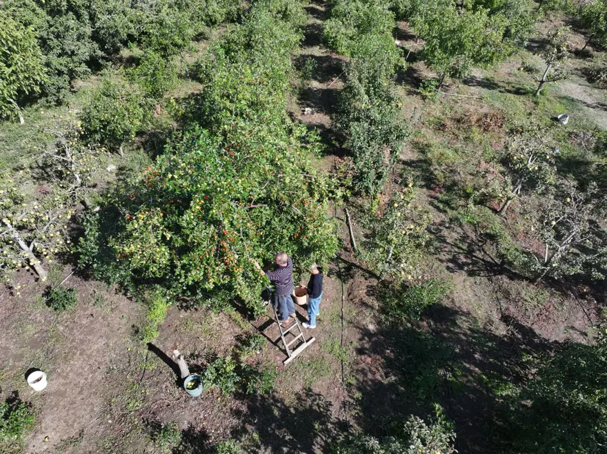 TALEP ARTIŞI EKİM ALANLARINI GENİŞLETİYOR 4