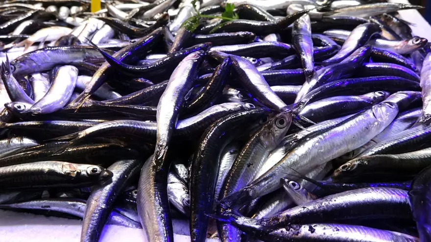 “HAMSİ SEZONU OLACAK” 4