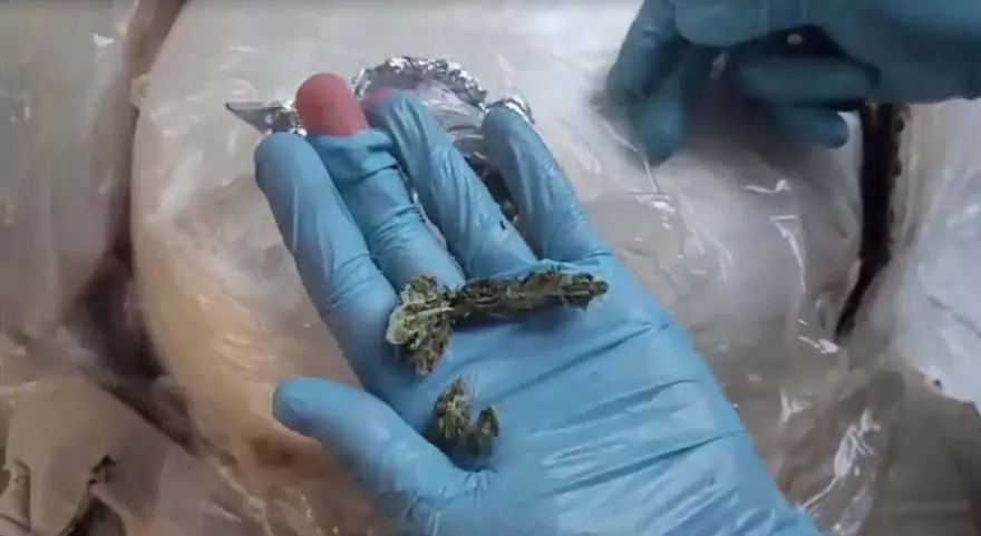 Zehir tacirlerindenakılalmaz kokuşmuş balık oyunu 3