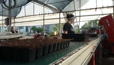 Kuraklık riskine karşı susuz çim (Haftada sadece bir kez sulanıyor)