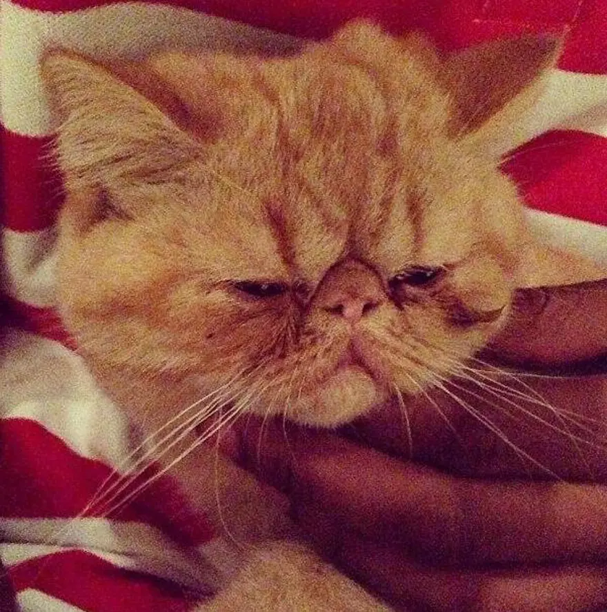 Yeni fenomen Bieber'ın kedisi 1